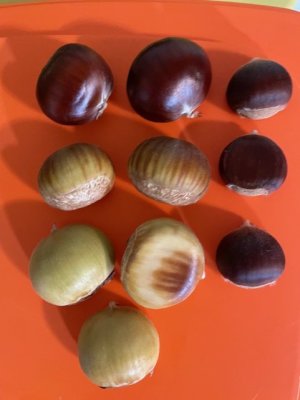 chestnuts size and ripe stage.jpg