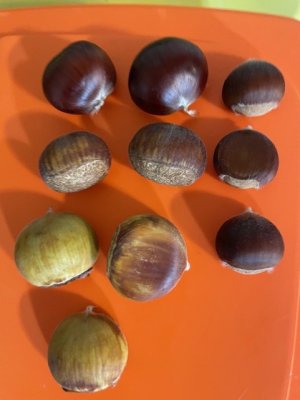 chestnuts ripening 3.jpg