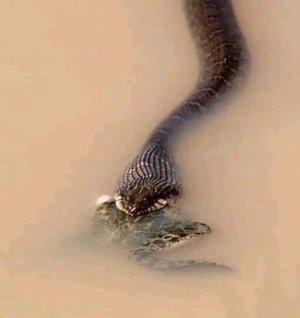 snake.jpeg snake.jpeg
