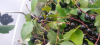 upload_2015-9-4_20-46-2.png