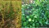 N plotbrassica.jpg