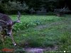 bigbuck.jpg