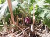 turnip.jpg