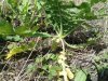 Radish1.jpg