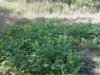 turnaround radish.jpg