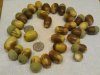 Col English White Oak Acorns 2 - Copy.jpg