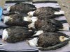6-eagles-dead_250px.jpg