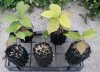 persimmons1.jpg persimmons1.jpg