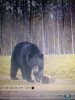 bear3.JPG