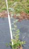 F25 Chestnut Crab on G222 2015Bench Graft 09262015.jpg