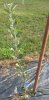 F45 Arkansas Black on M7 2015Bench Graft 09262015.jpg
