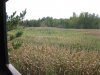 IMG_8307.JPG