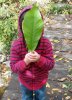 3yearold holding paw paw leaf.jpg