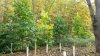 young paw paw trees.jpg