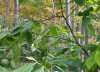 paw paws on tree.jpg