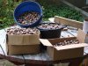 Acorns 2015-10-14 001.JPG Acorns 2015-10-14 001.JPG