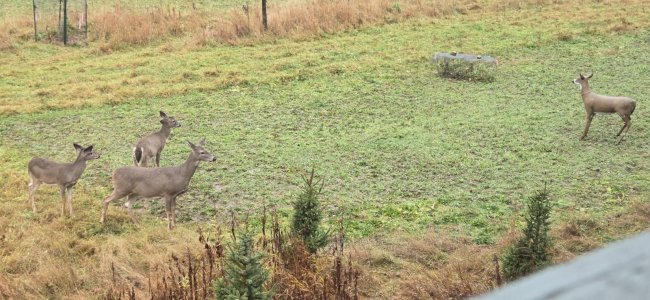 Doe by Decoy.jpg