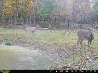 deer1.jpg