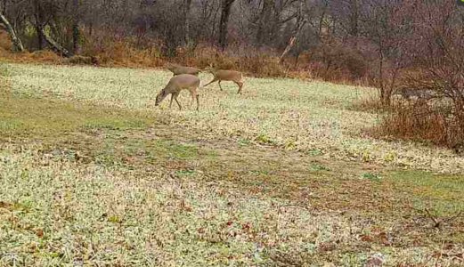 brassDeer - Copy - Copy.jpg