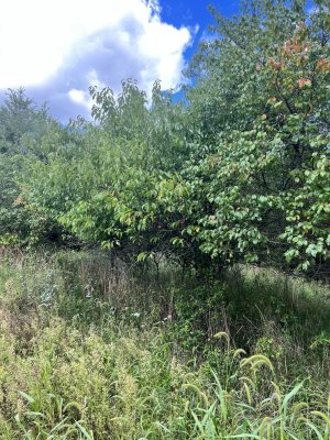 IMG_3830.jpeg