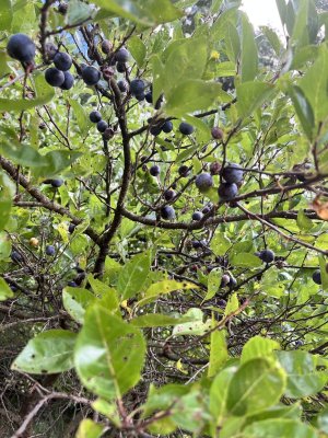 IMG_3831.jpeg