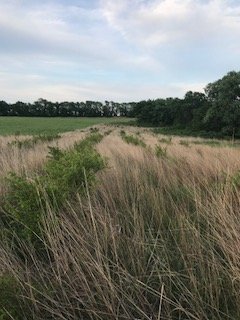 sandhill 2018.jpg