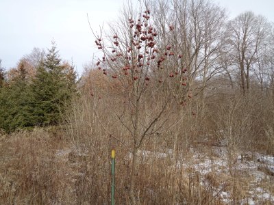 WinterWildlifeJan.JPG