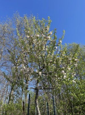 IMG_9285.jpeg