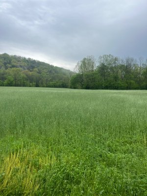 IMG_4838.jpeg