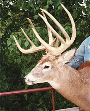 realtree-top-typical-bucks-petrybuckno4.jpeg