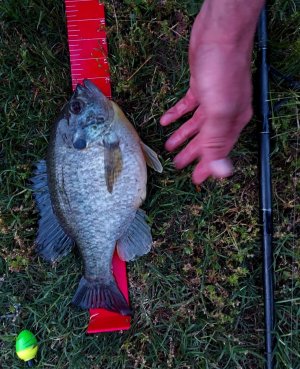 12Incher.jpg
