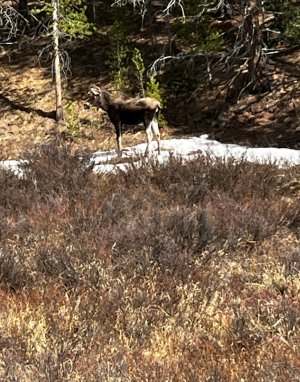 IMG_1164.jpeg