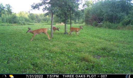3 bucks at 3 Oaks.jpeg