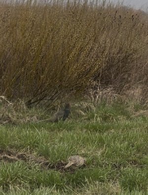 IMG_9350.jpeg