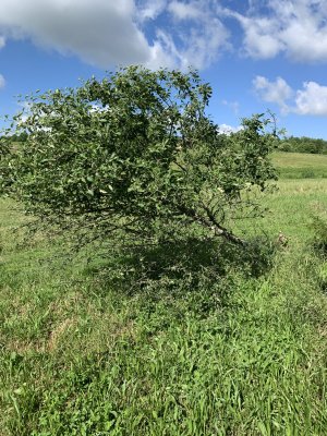 IMG_5355.jpeg