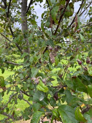 IMG_0335.jpeg