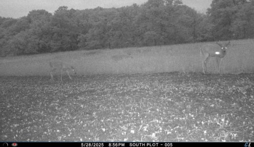 buck25a.jpg