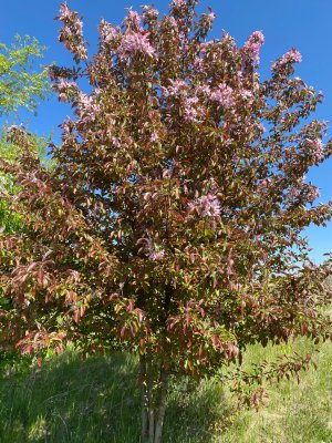 IMG_4086.jpeg