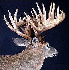aa0703bryant3.jpg