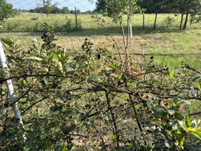 IMG_4423.jpeg