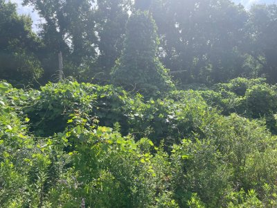 IMG_1702.jpeg