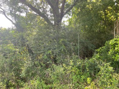 IMG_1713.jpeg