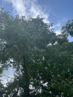 IMG_1707.jpeg
