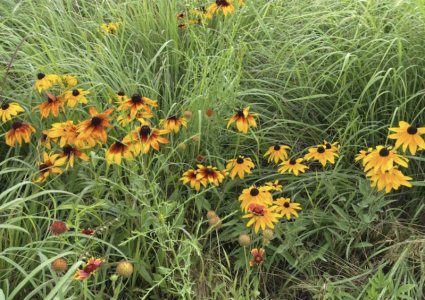 IMG_9503.jpeg