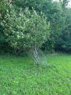 crab apple1.JPG