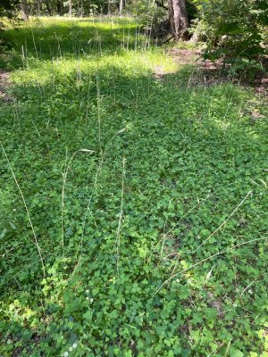 IMG_3676.jpeg