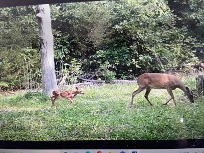 IMG_3682.jpeg