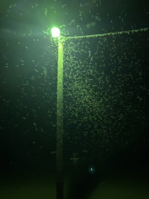 IMG_4582.jpeg