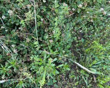 IMG_0528.jpeg