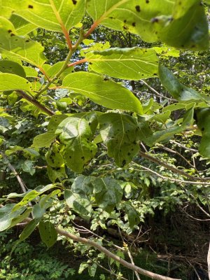 2025-06-23 Persimmon leaves 1.jpg